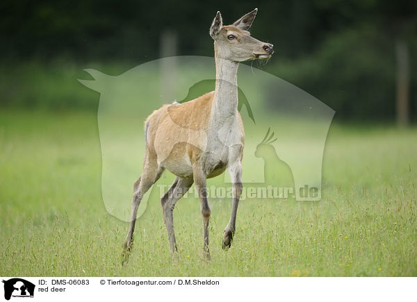 Rotwild / red deer / DMS-06083