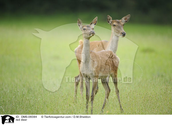 Rotwild / red deer / DMS-06084