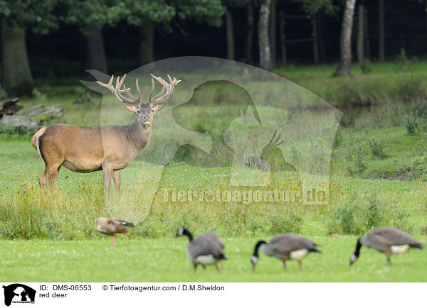 Rotwild / red deer / DMS-06553