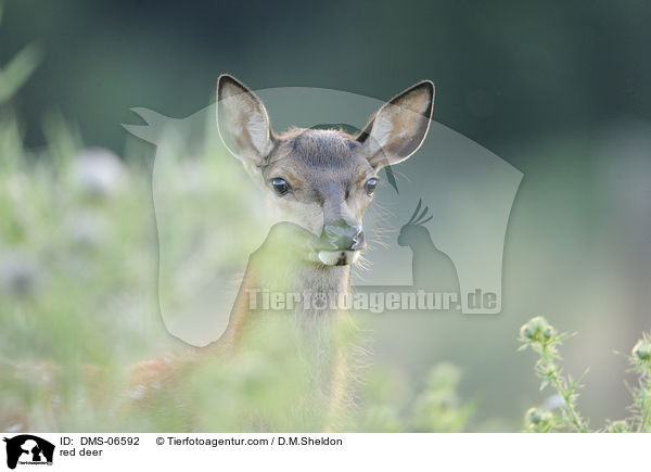 red deer / DMS-06592