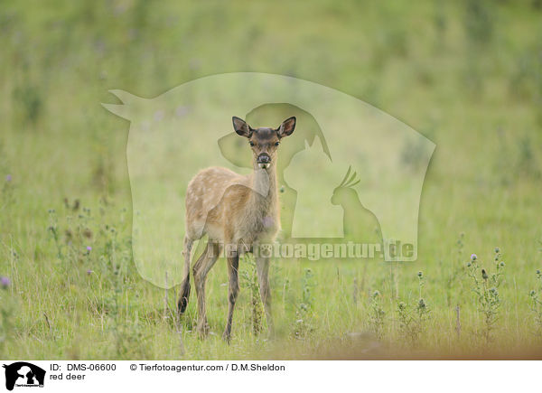 Rotwild / red deer / DMS-06600