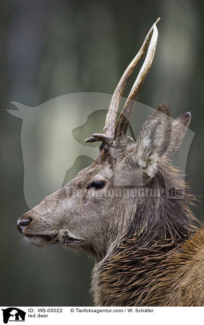 Rotwild / red deer / WS-05022
