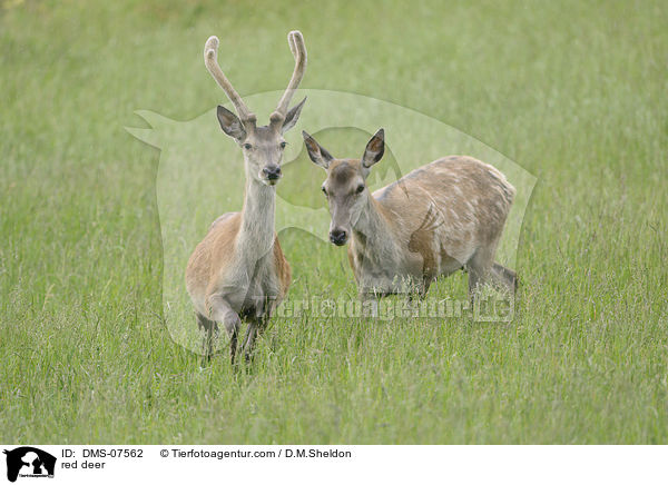 Rotwild / red deer / DMS-07562
