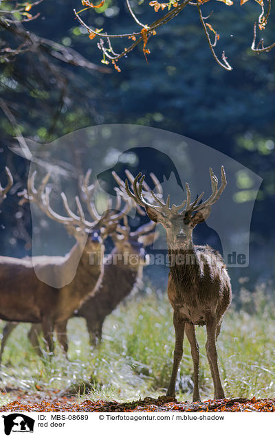 red deer / MBS-08689