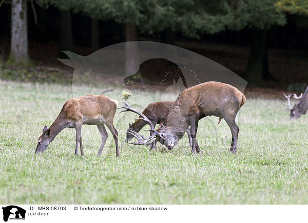 Rotwild / red deer / MBS-08703