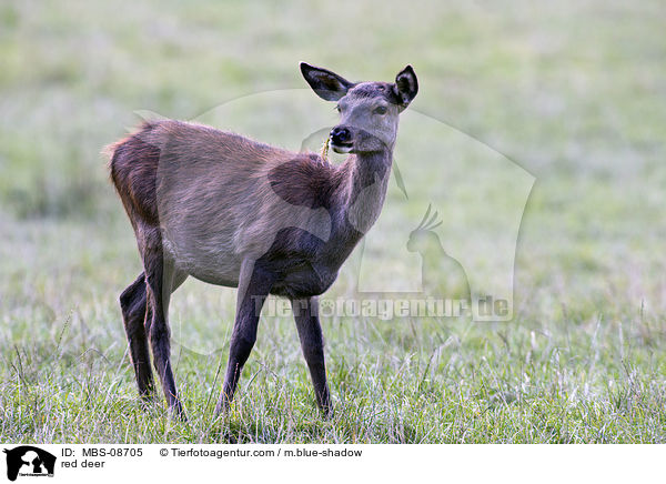 red deer / MBS-08705