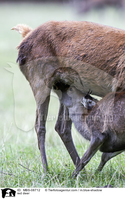 red deer / MBS-08712