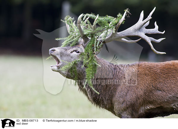 red deer / MBS-08713