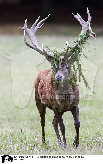 Rotwild / red deer / MBS-08714