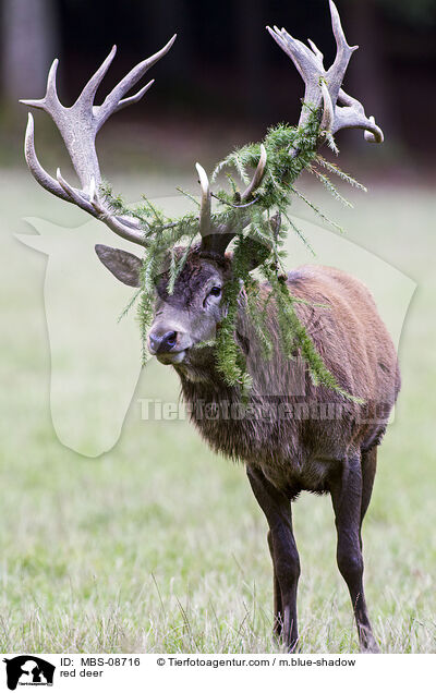 Rotwild / red deer / MBS-08716