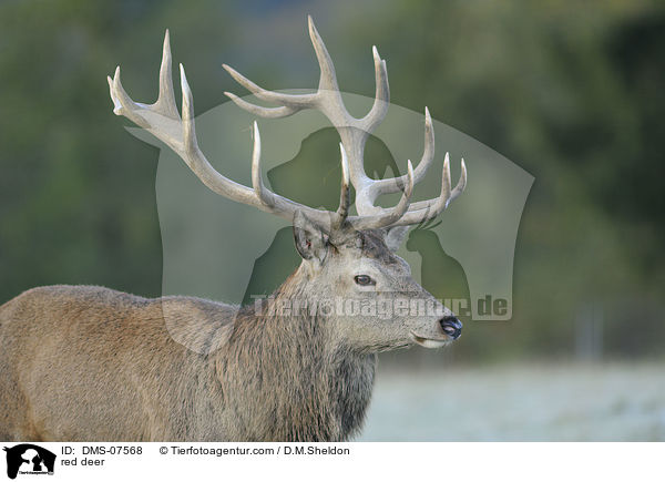 red deer / DMS-07568