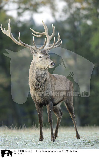 red deer / DMS-07570
