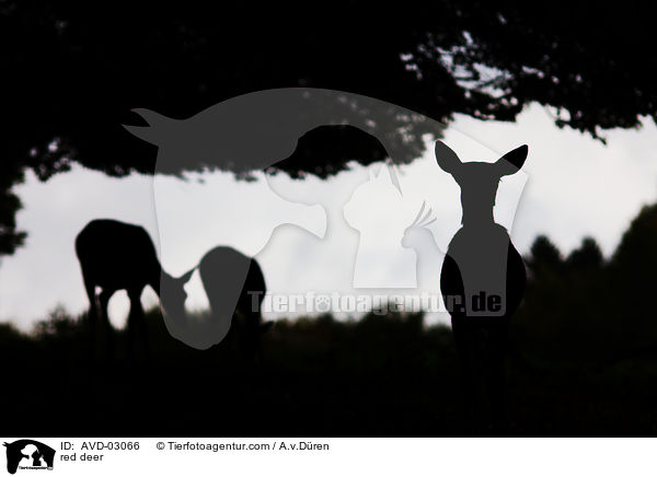 Rotwild / red deer / AVD-03066