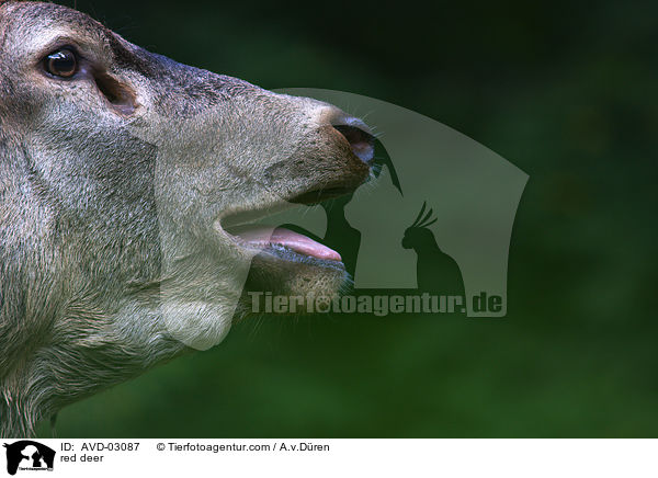Rotwild / red deer / AVD-03087