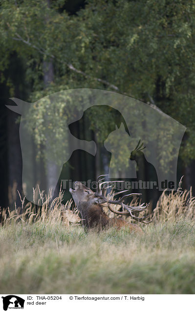 Rotwild / red deer / THA-05204
