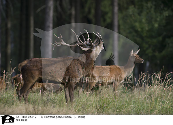 Rotwild / red deer / THA-05212