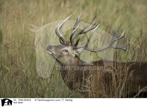 red deer / THA-05223