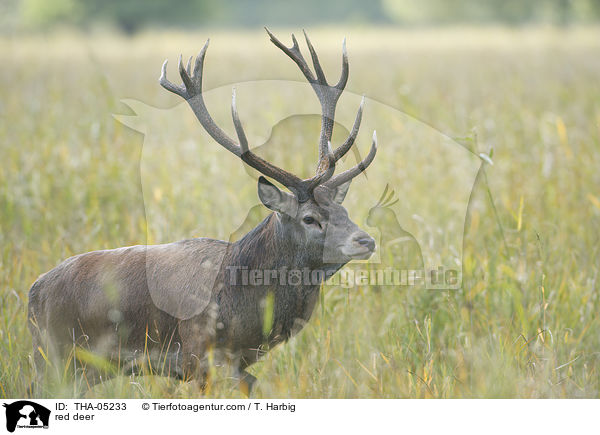 red deer / THA-05233