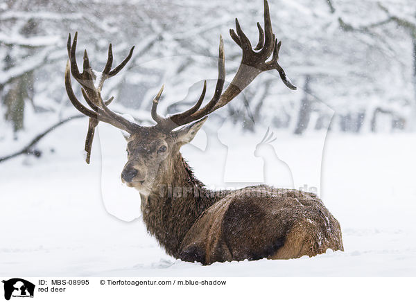 Rotwild / red deer / MBS-08995