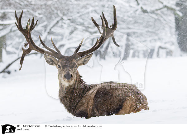 Rotwild / red deer / MBS-08996