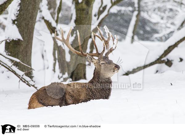 Rotwild / red deer / MBS-09006
