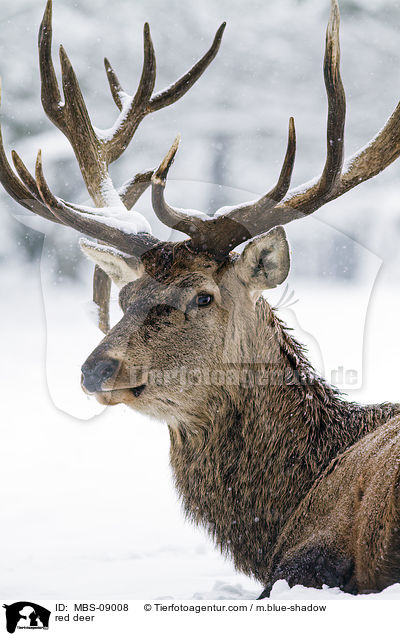 Rotwild / red deer / MBS-09008