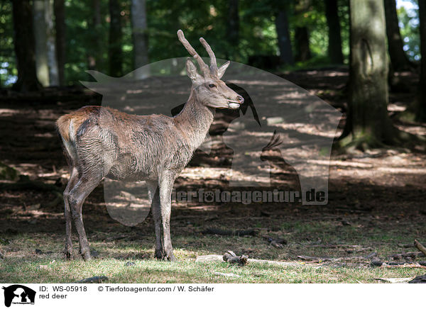 Hirschbock / red deer / WS-05918