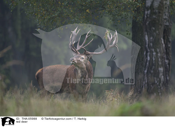 Rotwild / red deer / THA-05988