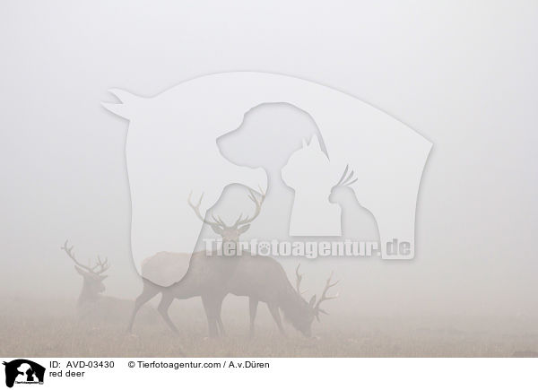 Rotwild / red deer / AVD-03430