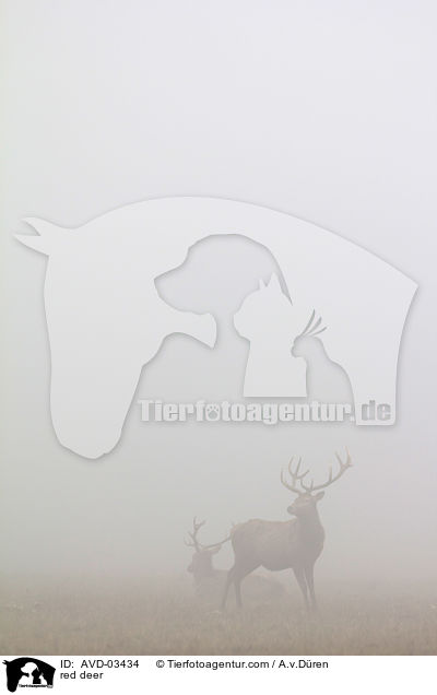 Rotwild / red deer / AVD-03434