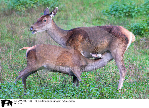 Rotwild / red deer / AVD-03453