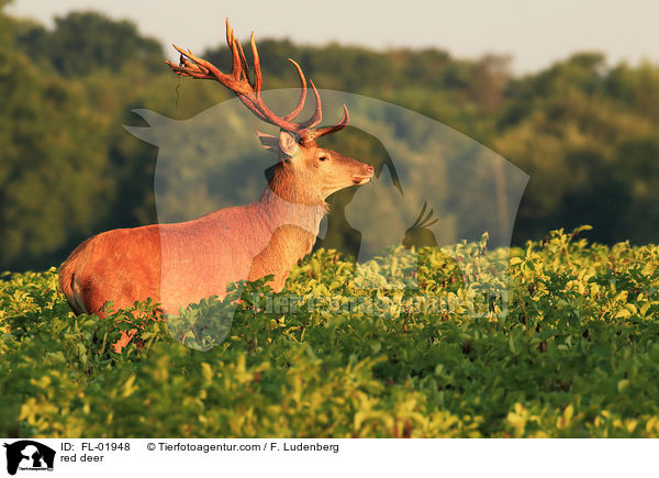 Rotwild / red deer / FL-01948