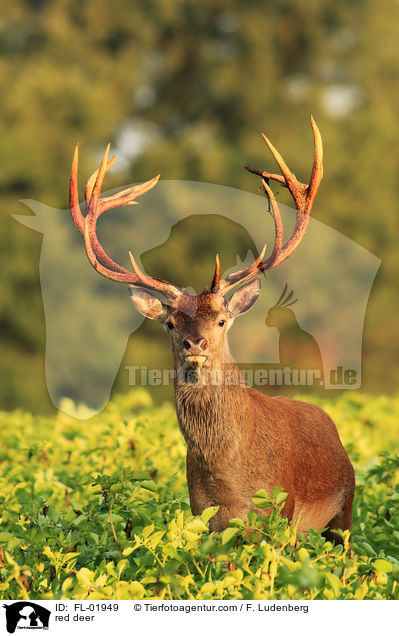 Rotwild / red deer / FL-01949