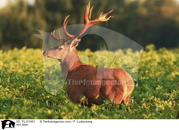 Rotwild / red deer / FL-01951