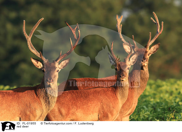 Rotwild / red deer / FL-01955