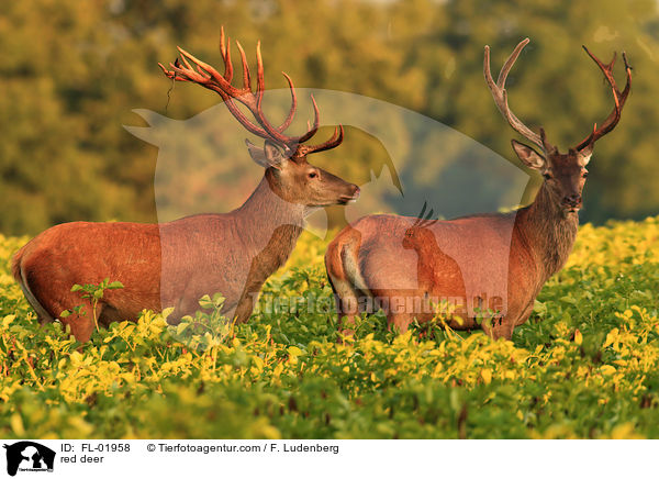 Rotwild / red deer / FL-01958