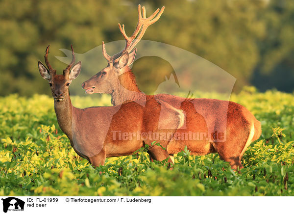 Rotwild / red deer / FL-01959