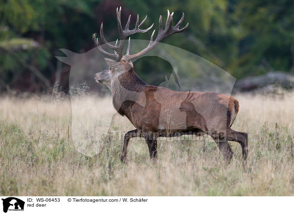 Rotwild / red deer / WS-06453