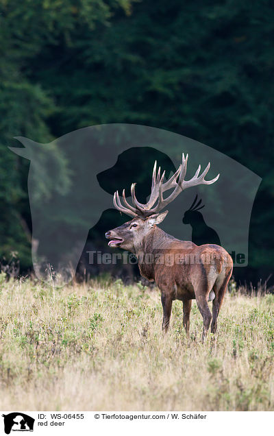 Rotwild / red deer / WS-06455