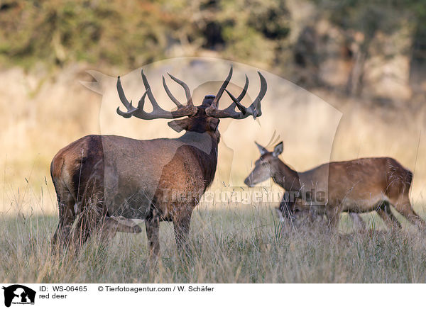 Rotwild / red deer / WS-06465