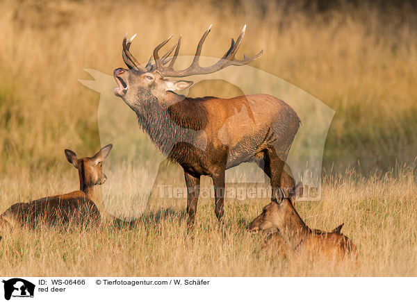 Rotwild / red deer / WS-06466