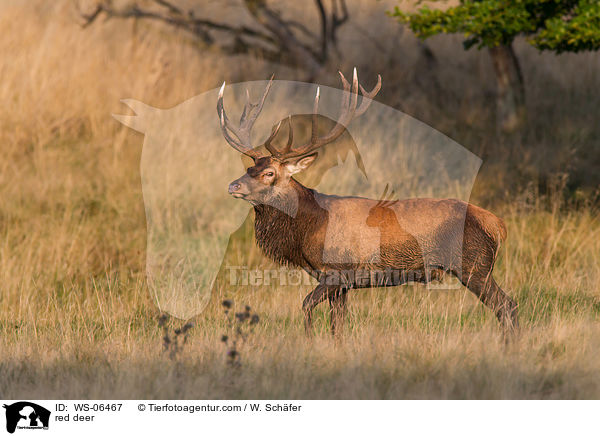 Rotwild / red deer / WS-06467