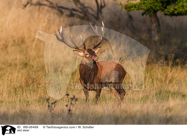 Rotwild / red deer / WS-06468