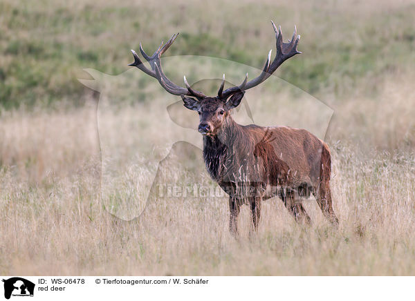 Rotwild / red deer / WS-06478