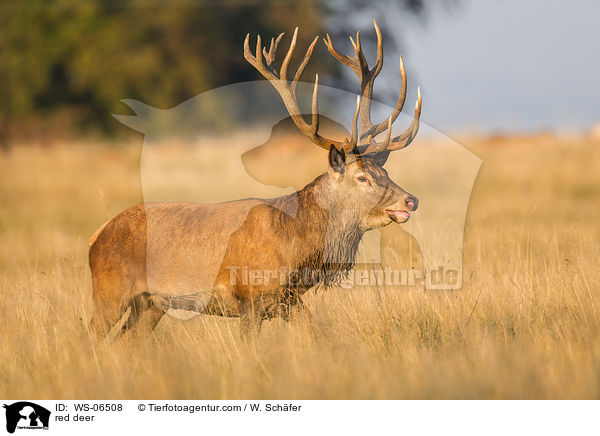 red deer / WS-06508