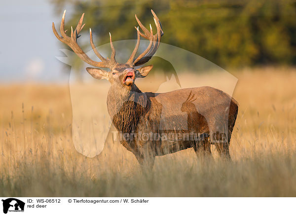 Rotwild / red deer / WS-06512
