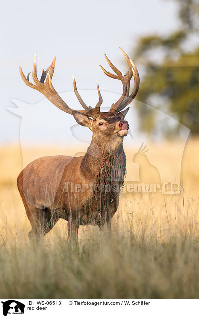 Rotwild / red deer / WS-06513