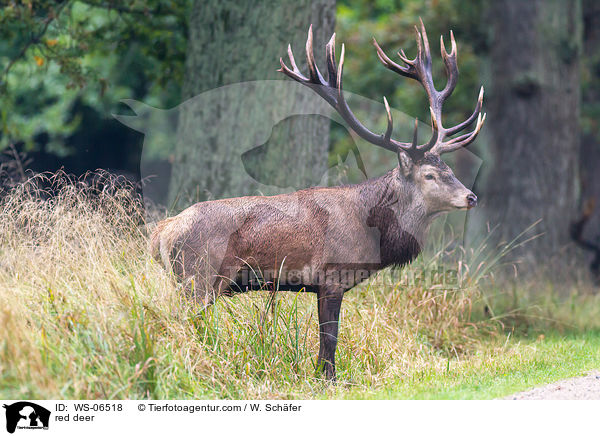 Rotwild / red deer / WS-06518