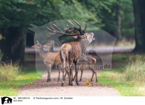 Rotwild / red deer / WS-06519