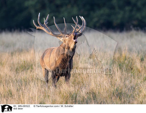 Rotwild / red deer / WS-06522